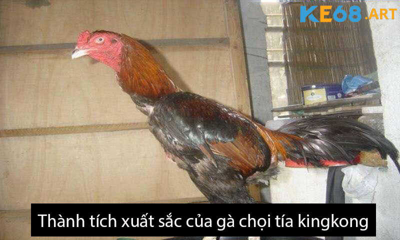 Thành tích xuất sắc của gà chọi tía kingkong 