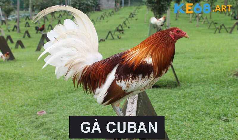 Nguồn gốc của gà Cuban