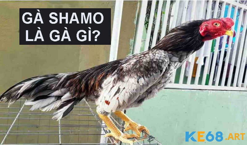 Gà Shamo là gà gì?