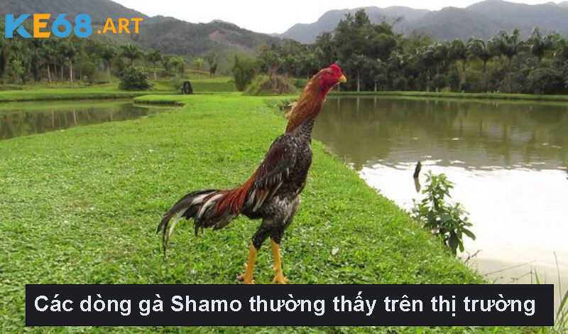 Các dòng gà Shamo thường thấy trên thị trường