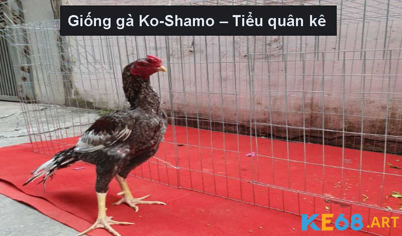 Giống gà Ko-Shamo – Tiểu quân kê