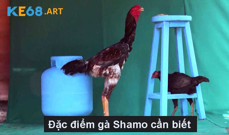 Đặc điểm gà Shamo cần biết